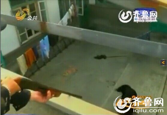煙臺(tái)：藏獒發(fā)瘋堵門咬主人 民警擊斃除隱患