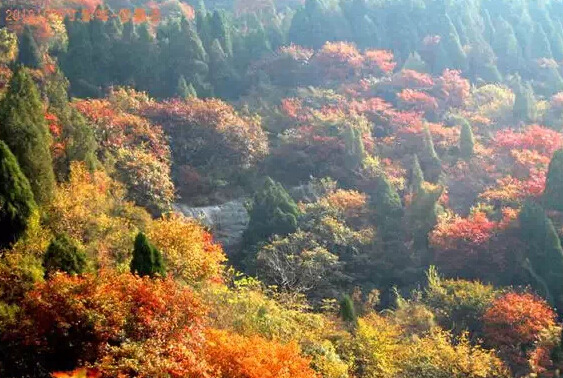 濟(jì)南春游最強(qiáng)攻略 野外燒烤賞花約起來(lái)！