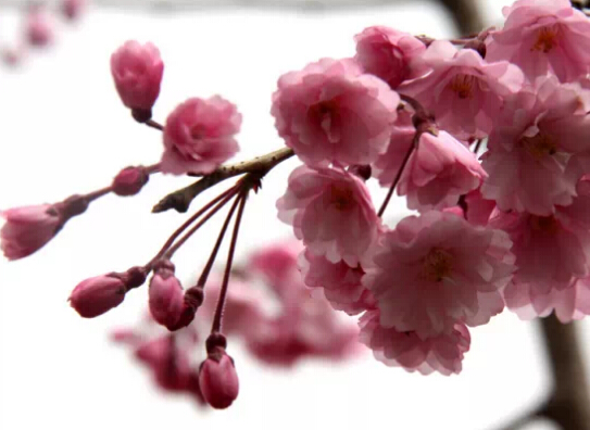 濟(jì)南春游最強(qiáng)攻略 野外燒烤賞花約起來(lái)！