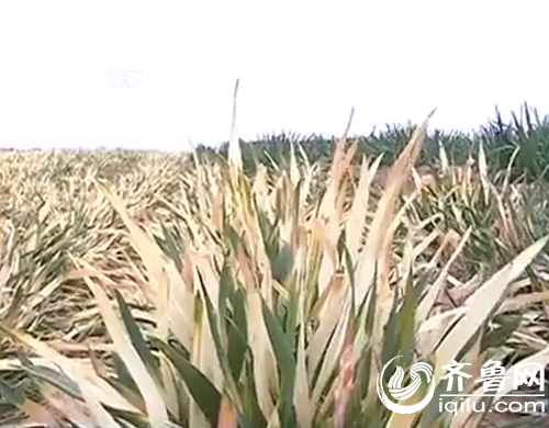 濰坊農(nóng)戶澆水后麥苗變枯草 灌溉河被污染水質(zhì)變綠