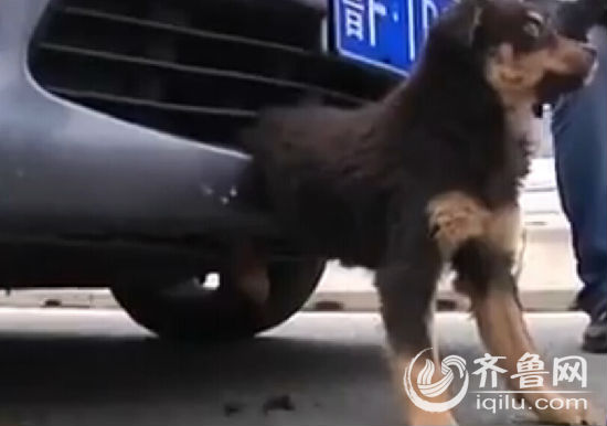煙臺(tái)小狗倆后腿被卡保險(xiǎn)杠里 車(chē)主鋸斷中網(wǎng)救狗