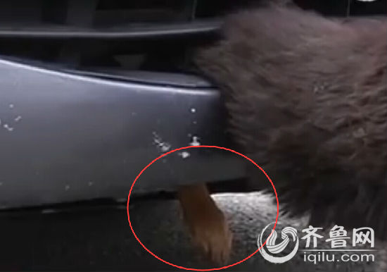 煙臺(tái)小狗倆后腿被卡保險(xiǎn)杠里 車(chē)主鋸斷中網(wǎng)救狗