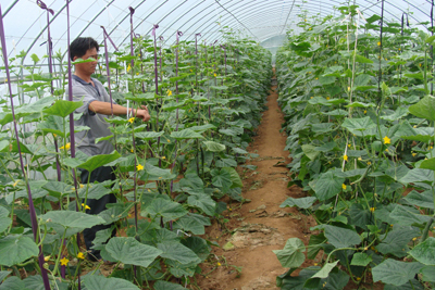 王墳鎮(zhèn)有機蔬菜質(zhì)量好賣價高銷售俏