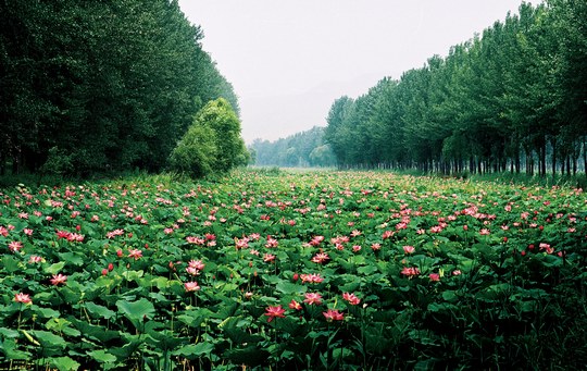 第十屆中國微山湖濕地紅荷節(jié)8月10日開幕