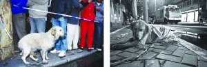 上?；馂?zāi)現(xiàn)場忠心小狗不吃不喝等主人出現(xiàn)