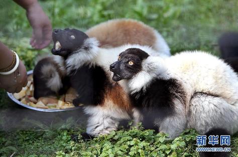 紅猩猩、斑狐猴落戶(hù)上海動(dòng)物園