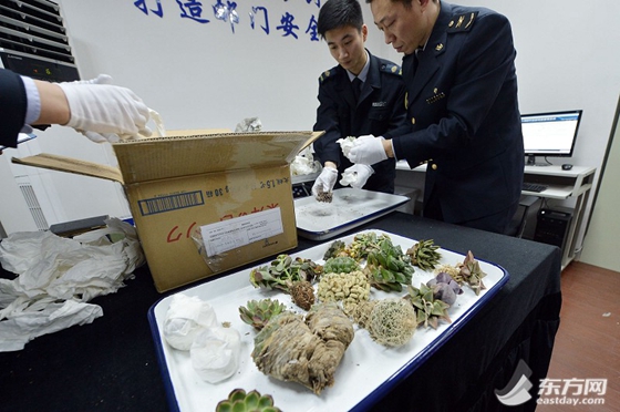 郵寄物非法進(jìn)境 上海國檢查獲瀕危多肉植物