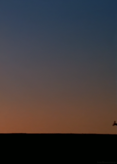 超萌動(dòng)物動(dòng)態(tài)組圖