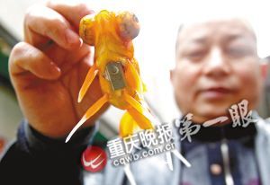 重慶退休工現(xiàn)場(chǎng)表演揭秘春晚金魚魔術(shù)(組圖)