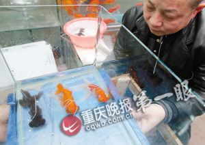 重慶退休工現(xiàn)場表演揭秘春晚金魚魔術(shù)(組圖)