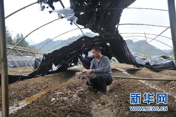 貴州10個(gè)縣區(qū)遭受冰雹災(zāi)害 損失嚴(yán)重