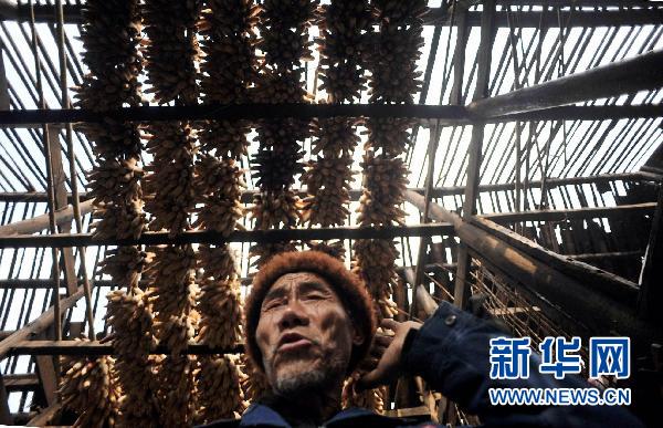 貴州10個縣區(qū)遭受冰雹災害 損失嚴重