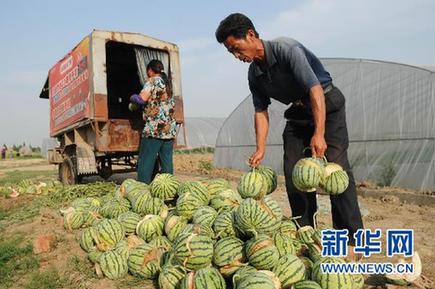 未熟西瓜離奇“爆炸” 瓜農(nóng)損失慘重
