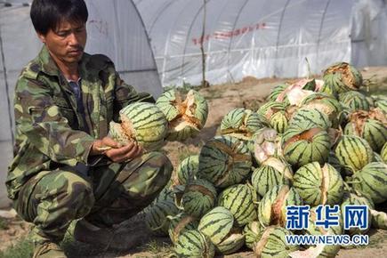 未熟西瓜離奇“爆炸” 瓜農(nóng)損失慘重