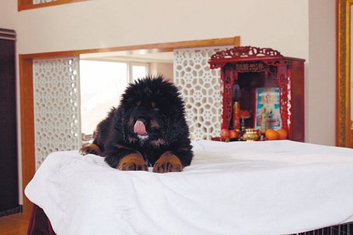 別墅斗犬去年咬傷釣魚(yú)者 今年咬死來(lái)訪(fǎng)客人 組圖