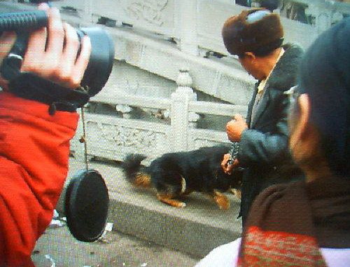 別墅斗犬去年咬傷釣魚(yú)者 今年咬死來(lái)訪(fǎng)客人 組圖