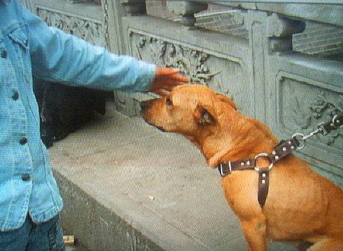 別墅斗犬去年咬傷釣魚(yú)者 今年咬死來(lái)訪(fǎng)客人 組圖