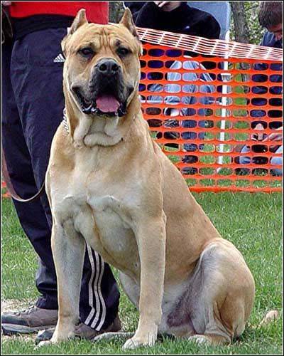 別墅斗犬去年咬傷釣魚者 今年咬死來訪客人 組圖