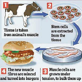 科學(xué)家培育“試管肉” 將制作漢堡200萬(wàn)一個(gè)