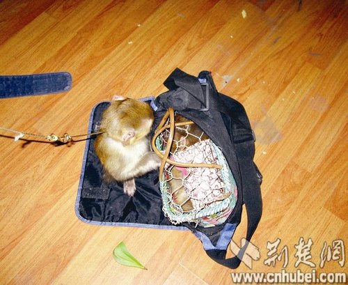 女孩7000元網(wǎng)購(gòu)小獼猴當(dāng)寵物 賣(mài)家被刑拘