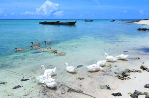 探秘西沙群島:旅游開發(fā)以郵輪為主、空中為輔