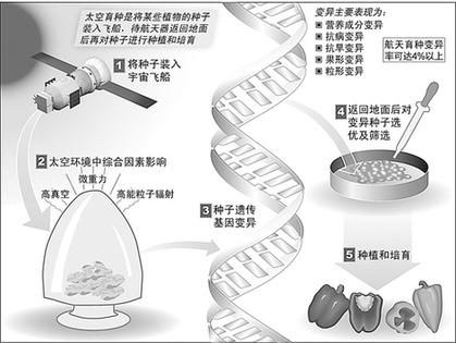 中國航天提升百姓生活 太空農(nóng)產(chǎn)品豐富餐桌
