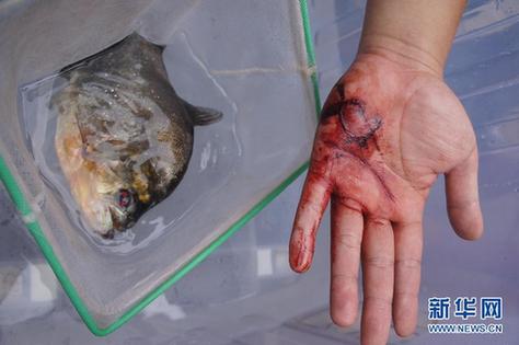 高清大圖：不只是食人魚(yú) 警惕“外來(lái)物種入侵”