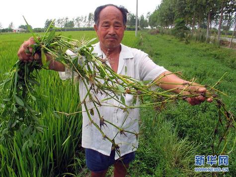 高清大圖：不只是食人魚 警惕“外來物種入侵”