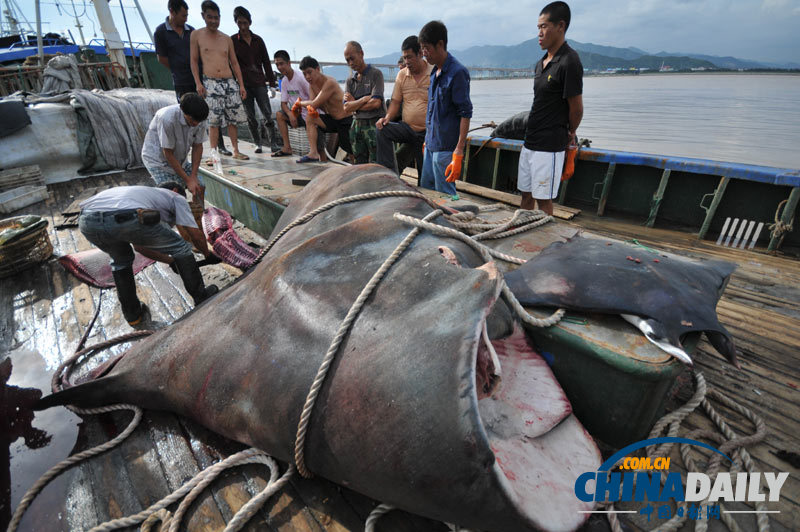 浙江漁民捕獲2000斤巨型“魔鬼魚”切割出售
