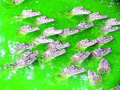 南京養(yǎng)殖基地稱千條鱷魚浮出水面為曬太陽(yáng) 圖