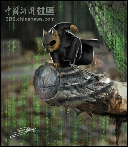 元芳很忙！細數(shù)那些一個不小心就火起來的“忙人”