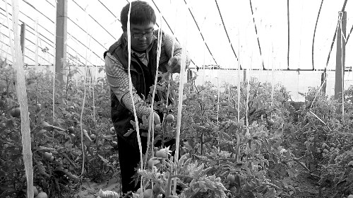 文科狀元辭職回老家種菜 一年成千萬(wàn)富翁(圖)