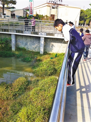 鱷魚冬眠不動(dòng)真假難辨 好奇游客扔石將其砸死