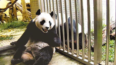 贈臺大熊貓圓圓兩度人工受精 是否懷孕7月知曉