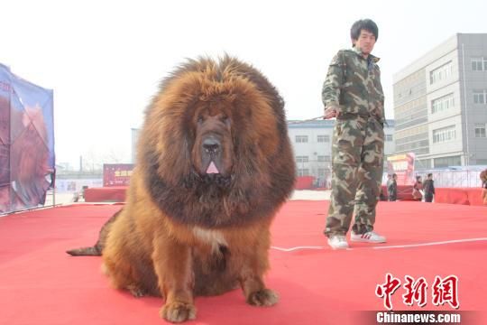 河北邯鄲舉辦藏獒展 多只藏獒要價(jià)千萬元