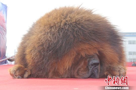 河北藏獒展上多只藏獒要價(jià)千萬引爭議 天價(jià)藏獒揭秘