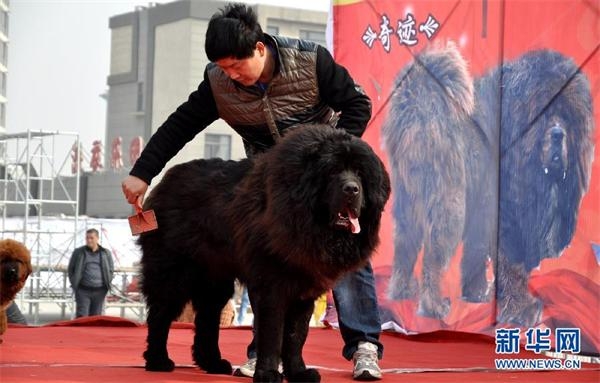 河北藏獒展上多只藏獒要價(jià)千萬(wàn)引爭(zhēng)議 天價(jià)藏獒揭秘