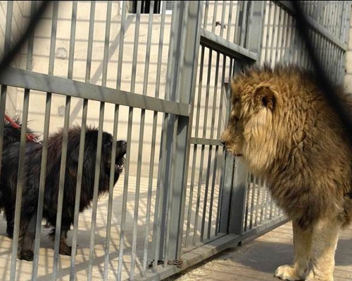 河北藏獒展上多只藏獒要價千萬引爭議 天價藏獒揭秘