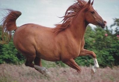 身價是大熊貓的20倍 盤點(diǎn)世界最貴那些動物/圖