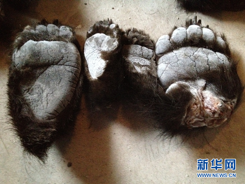 5輪胎藏213只熊掌 內(nèi)蒙古查獲最大熊掌走私案