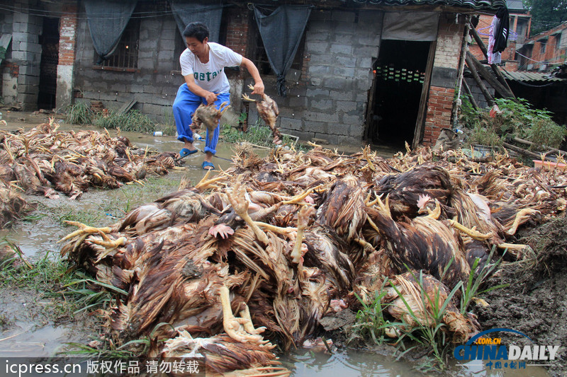 湖北鄖縣遭強(qiáng)降雨：房屋被毀雞場被淹 死雞尸體堆滿地