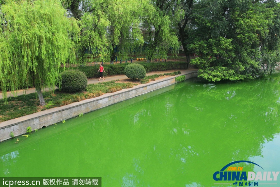 浙東古運(yùn)河藍(lán)藻肆虐 河水轉(zhuǎn)身一變綠顏料