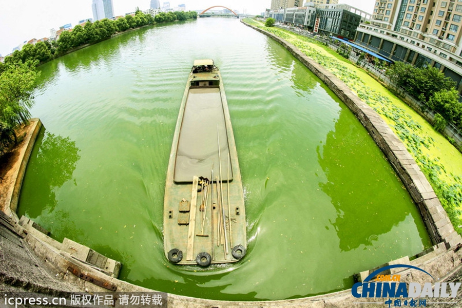浙東古運(yùn)河藍(lán)藻肆虐 河水轉(zhuǎn)身一變綠顏料