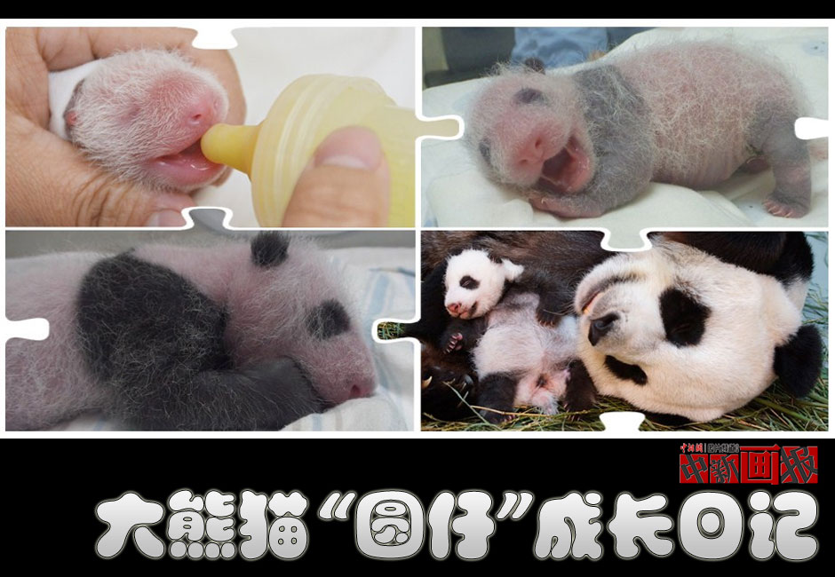 【圖刊】大熊貓“圓仔”成長(zhǎng)日記