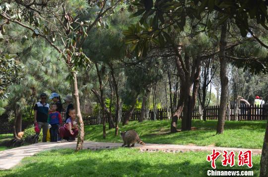 云南野生動(dòng)物園一只浣熊疑被偷 與游人見面僅五天