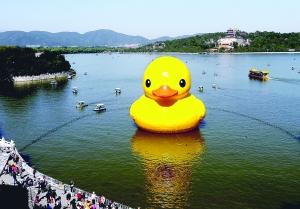 大黃鴨進(jìn)昆明湖游人暴增 或?qū)⒃O(shè)游覽單行線(圖)