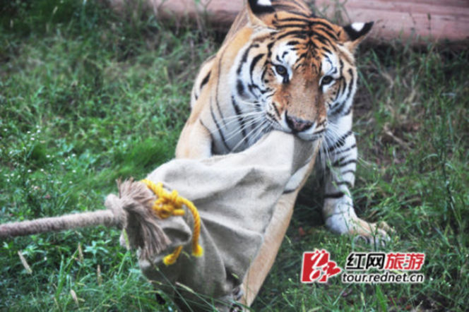 長沙動物園“人虎拔河”引爭議 回應(yīng)稱為增強(qiáng)老虎野性