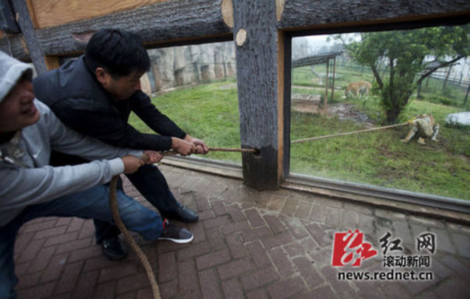 長(zhǎng)沙動(dòng)物園“人虎拔河”引爭(zhēng)議 回應(yīng)稱(chēng)為增強(qiáng)老虎野性