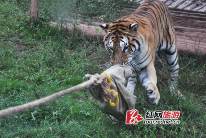長(zhǎng)沙動(dòng)物園“人虎拔河”引爭(zhēng)議 回應(yīng)稱(chēng)為增強(qiáng)老虎野性