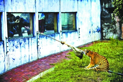 長(zhǎng)沙動(dòng)物園“人虎拔河”引爭(zhēng)議 稱為增強(qiáng)老虎野性